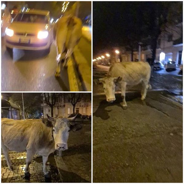 LA STORIA. La mucca America si aggira per il centro di Cuneo alla ricerca del suo vitellino (video)