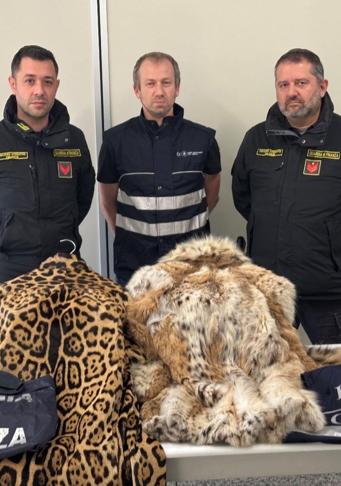 Pellice di animali in via d'estinzione, un uomo scoperto in dogana dalla Finanza di Como