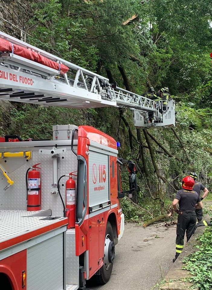FOTO. Luino, albero piomba sulla strada. Vigili del fuoco in azione