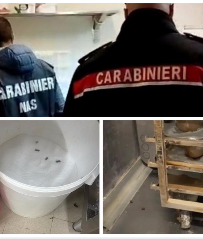 Lago Maggiore, panificio invaso da colonie di blatte: i Nas fanno scattare i sigilli