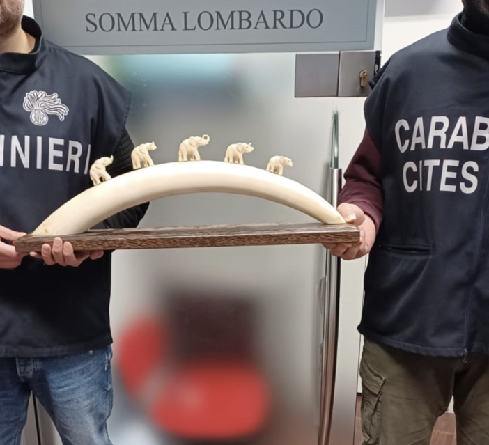 Il materiale sequestrato dai carabinieri Forestali