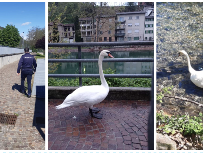 Cigno &quot;confuso&quot; sul lungolago di Lavena Ponte Tresa. La polizia locale lo &quot;scorta&quot; riportandolo in acqua
