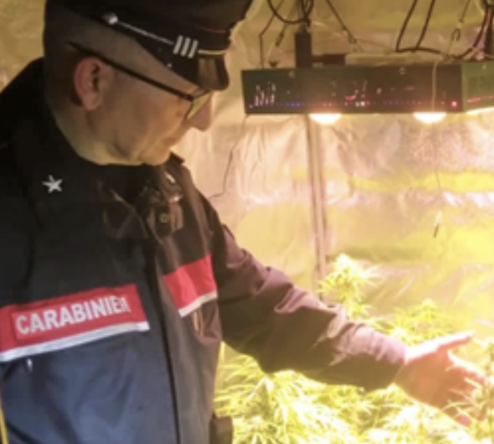 Cuveglio, i carabinieri entrano in casa a caccia dei ladri e scoprono una serra di marijuana