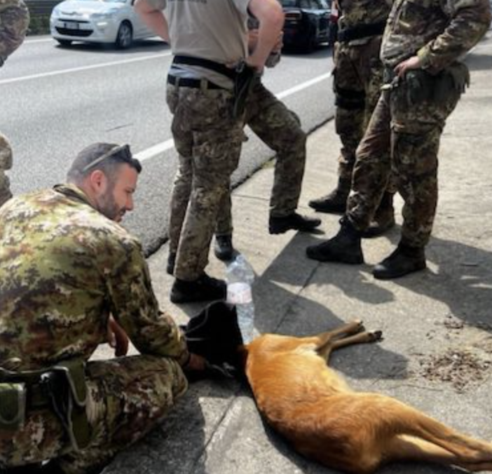 I militari al lavoro per soccorrere il capriolo ferito (foto da LuinoNotizie.it)