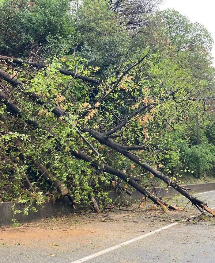 FOTO. Rimosso l'albero caduto in strada a Cavaria: vigili del fuoco al lavoro per sei ore con autoscala e autogrù
