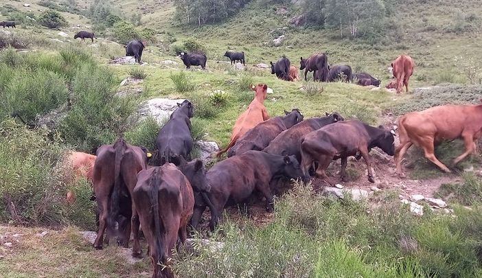 FOTO. Quell'alpeggio a Biella con oltre 200 animali in fin di vita. Il drammatico appello delle associazioni: «Intervenite subito»