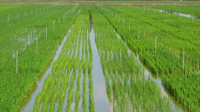 Riso, crolla la produzione in Lombardia: meno 200 milioni di chili