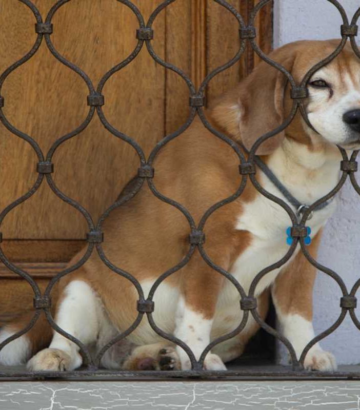 Cane maltrattato? «No, è diffamazione». Turista varesina a processo