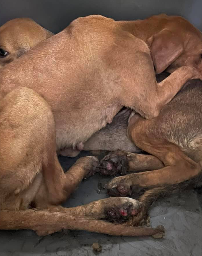 Alcuni animali soccorsi, la dottoressa Pais con Palla e altri cagnolini e gli aiuti che stanno arrivando