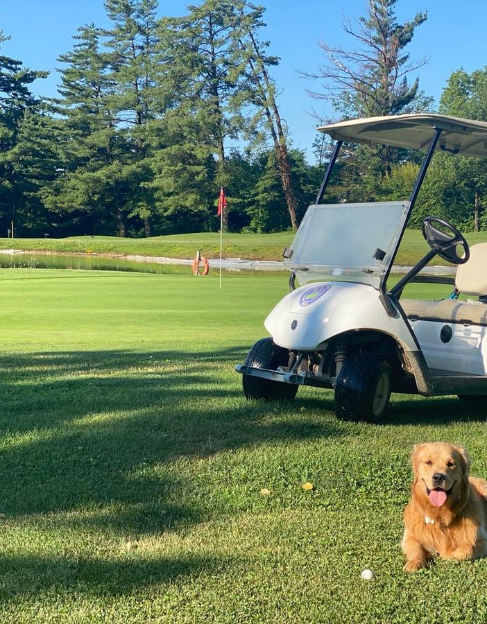 Giocare a golf con il proprio cane in provincia di Varese: possibile o impossibile?
