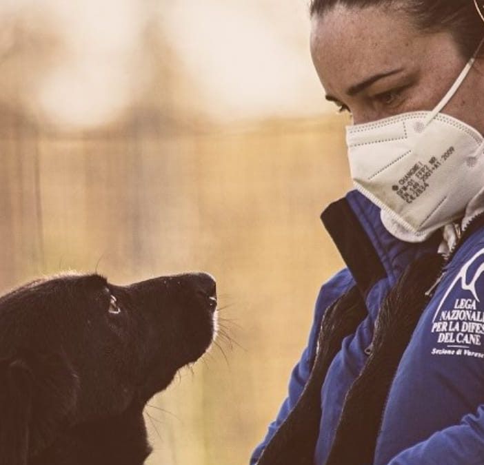 Il nuovo canile di Varese diventa un caso nazionale: «Quel bando mette in pericolo gli animali»