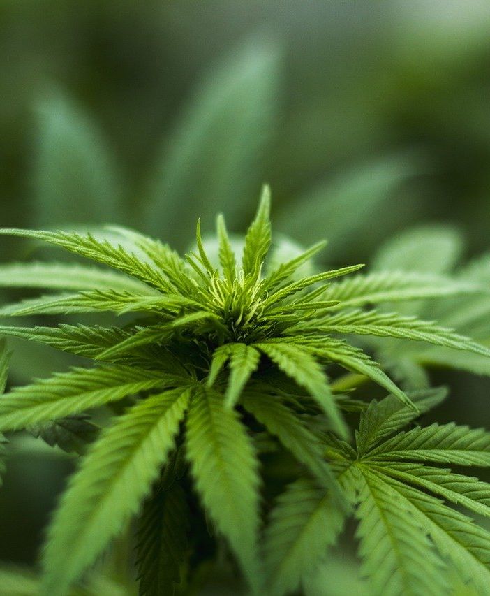 Cinque cose da sapere prima di acquistare cannabis light