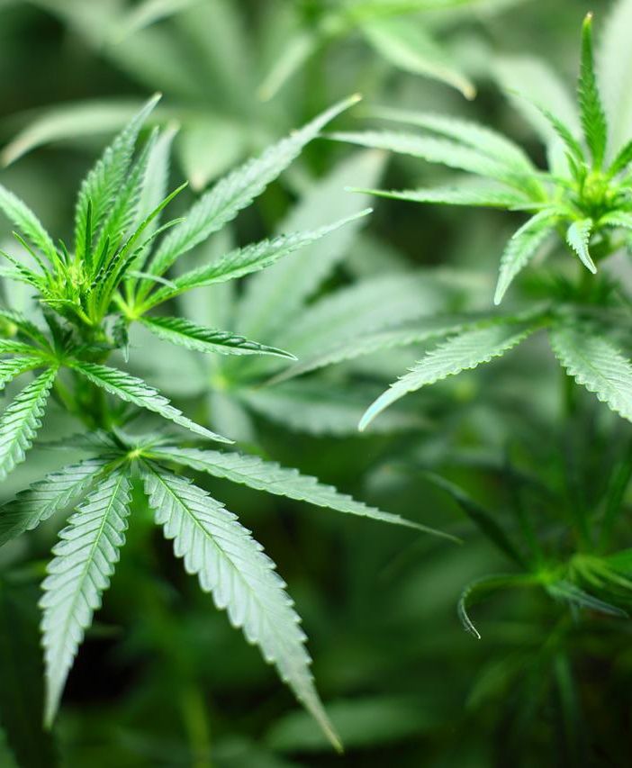 Cannabis 'light': cos’è e cosa dice la normativa vigente