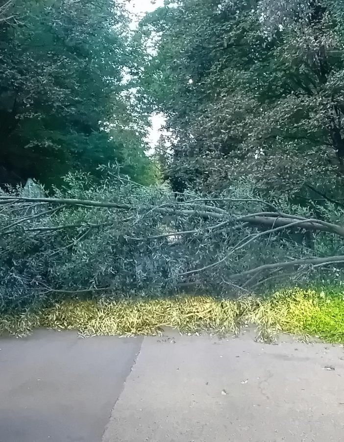 La pianta caduta nel capoluogo sulla strada che dal rione di Capolago porta a Buguggiate: la foto è di questa mattina La pianta caduta nel capoluogo sulla strada che dal rione di Capolago porta a Buguggiate: la foto è di questa mattina