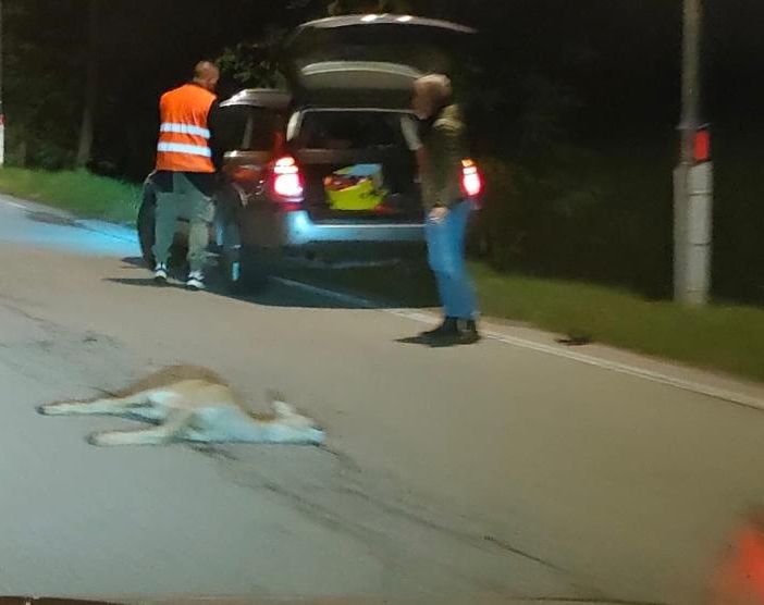 Quel gesto amorevole verso il capriolo ferito a morte che non lascia indifferenti