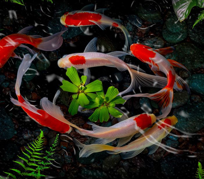 Cremona: inaugurazione di Japan Show e Italian Koi Expo 2023
