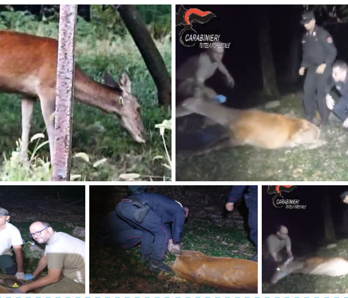 VIDEO. Trovato, soccorso e rimesso in libertà dopo giorni di ricerca il cervo ferito da una freccia in Valceresio