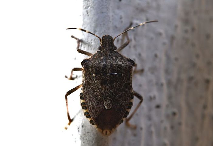 Un esemplare di cimice asiatica classificata tra le specie &quot;aliene&quot; (foto d'archivio)