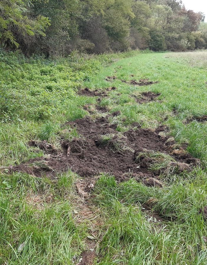 Cinghiali, Coldiretti: bene Regione su delega abbattimenti per agricoltori danneggiati