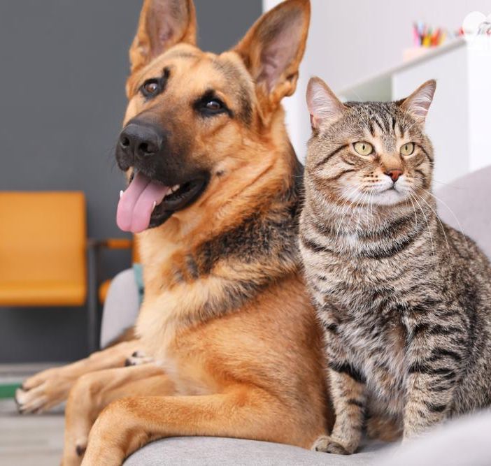 Bonus animali domestici, aumentano le spese detraibili. Ecco come funziona