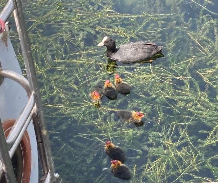 Ranco: una folaga sceglie la barca nel porticciolo per fare il nido, il proprietario attende venti giorni per non disturbare la covata