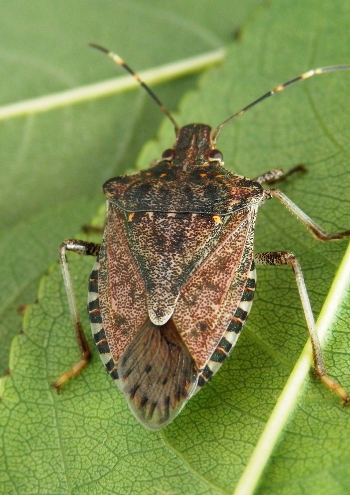 Cimice asiatica: in Piemonte prosegue il lavoro di squadra per il contrasto all’emergenza fitosanitaria