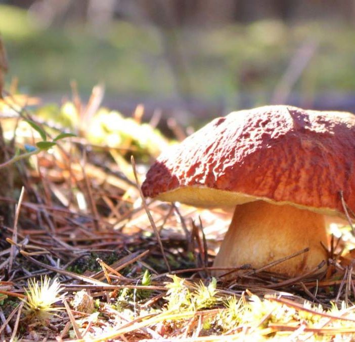 Tempo di funghi, ecco come sta andando la stagione dalle nostre parti