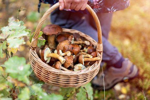 Raccolta funghi 2024: dal 1° agosto gli esperti di Ats Insubria per il controllo gratuito della commestibilità
