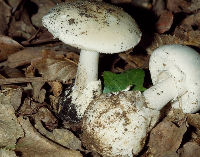 Ats Insubria sul consumo sicuro di funghi: «Far verificare la commestibilità dai nostri micologi»