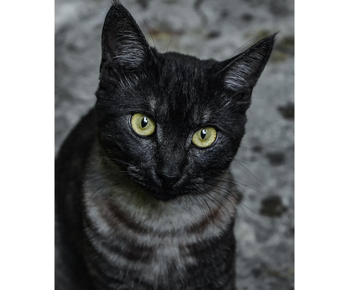 I gatti più belli del mondo in mostra a Carnago