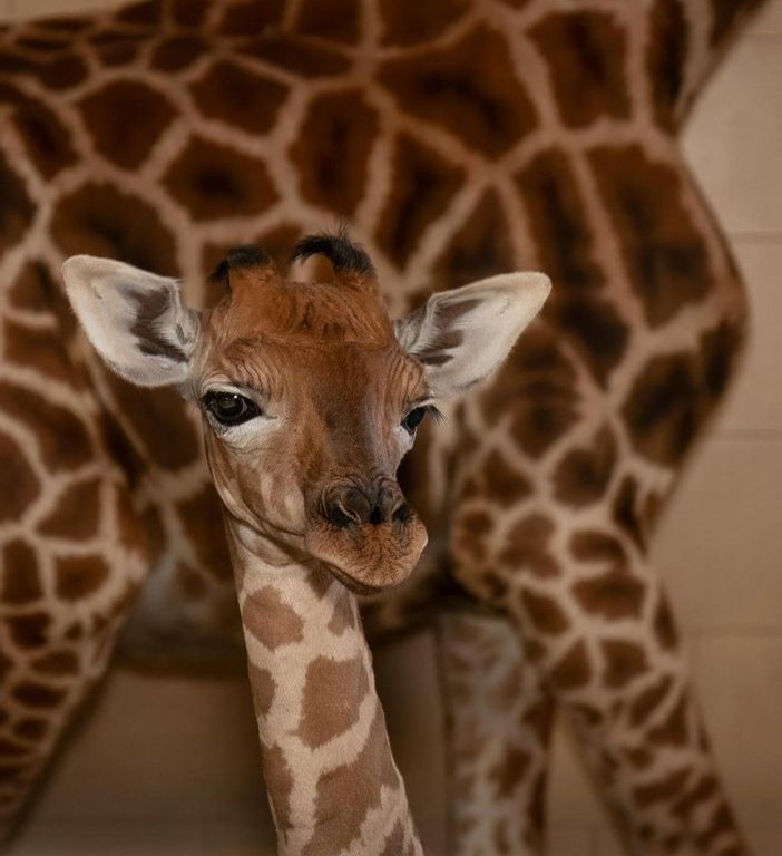 Il miracolo della vita al Safari Park Lago Maggiore: nasce un cucciolo di giraffa
