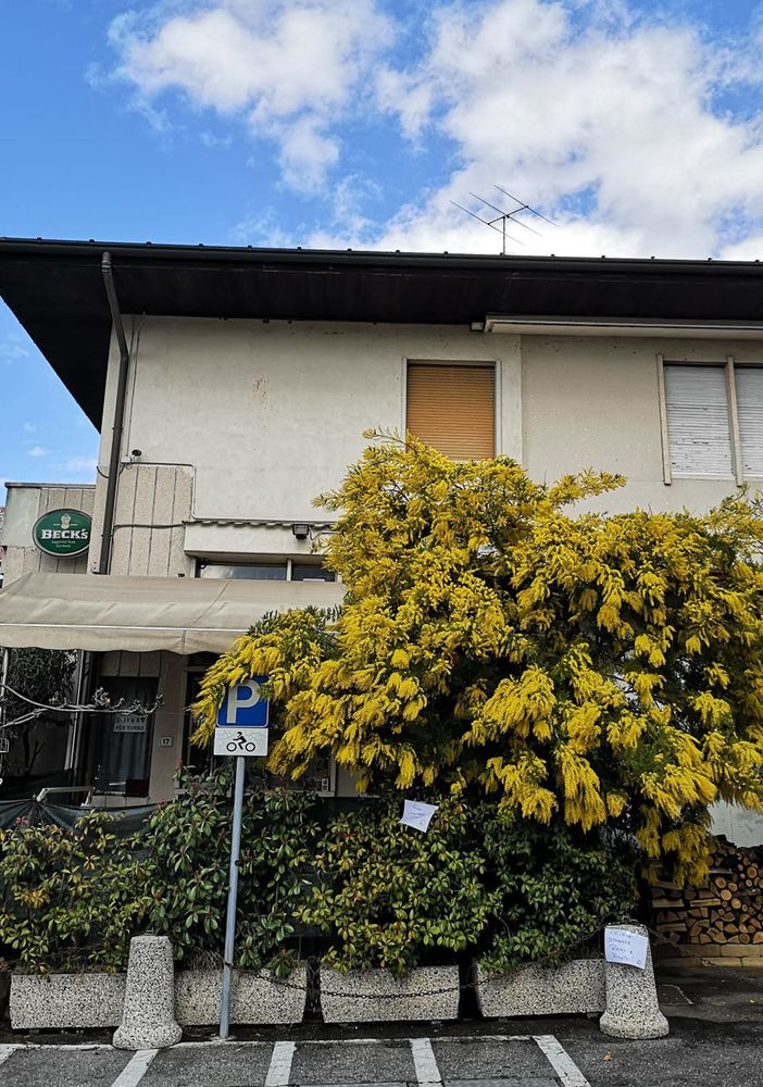 Anche quest'anno vedremo fiorire le mimose nella seconda metà di febbraio? (foto P. Valisa - CGP)