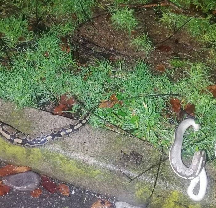 Trovati tre pitoni reali morti di freddo in un’aiuola