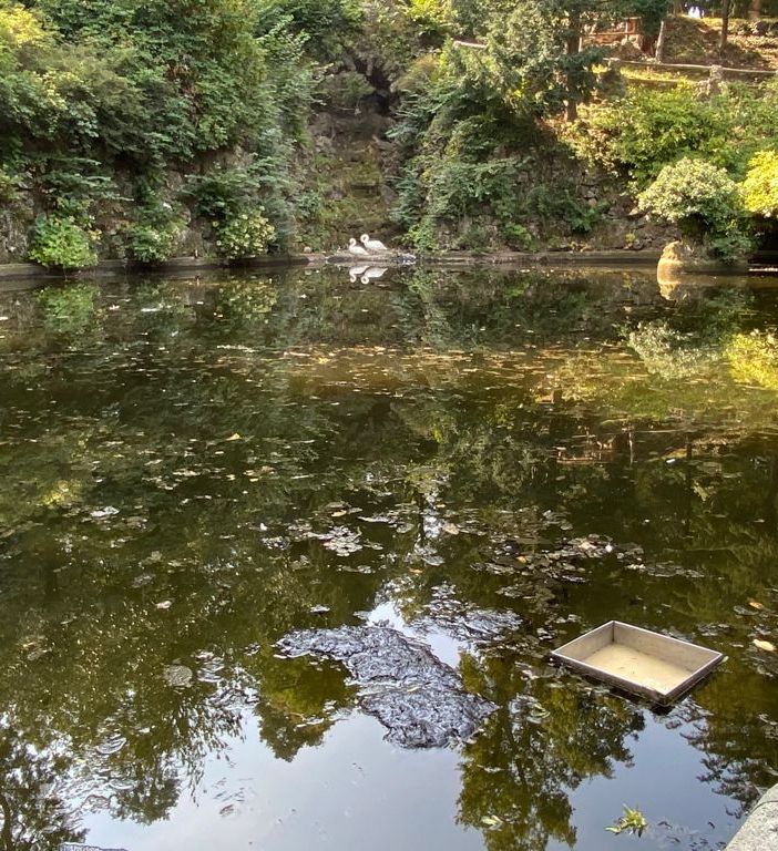 FOTO. «Topi ed escrementi nel laghetto dei cigni», lo stupore dei visitatori ai Giardini Estensi