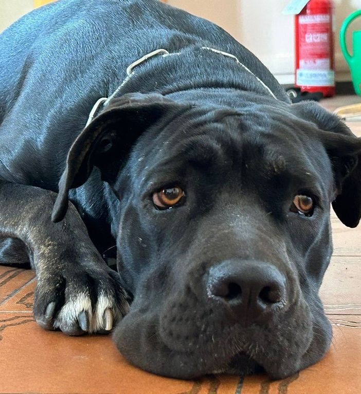 L'animale è stato liberato dagli agenti di polizia