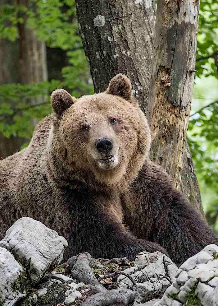 Trovate nuove orme d'orso in Alta Ossola. «Dovrebbe essere M 29»