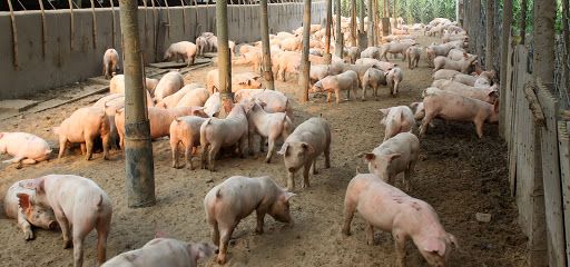 Peste suina, in Lombardia 53% maiali italiani. Coldiretti: «Bene ordinanza salva stalle»