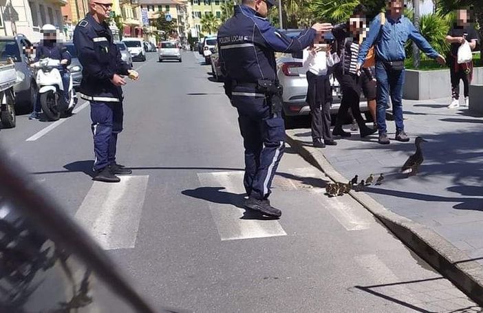 Varazze, mamma anatra a spasso con i suoi piccoli sotto lo sguardo attento della Polizia Locale e dei turisti
