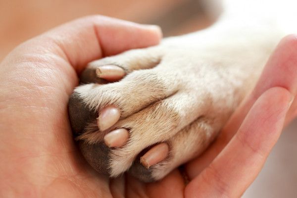 Cani e padroni insieme per sempre. La Lombardia verso la legge per la tumulazione comune