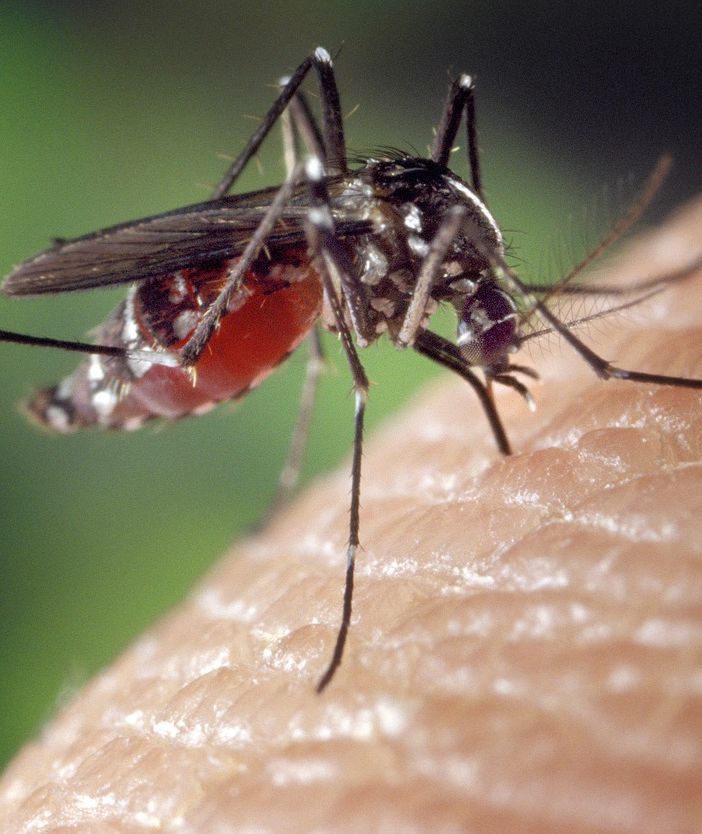Virus del Nilo occidentale, 11 casi in Lombardia. Individuato anche nel Varesotto