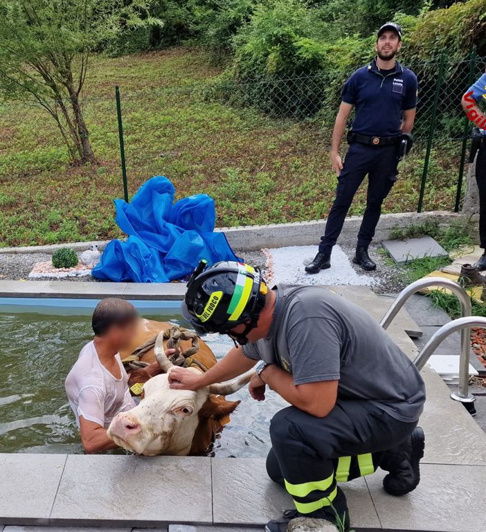 VIDEO E FOTO. Mucca scivola nella piscina di un'abitazione a Porto Valtravaglia. Salvata dai vigili del fuoco
