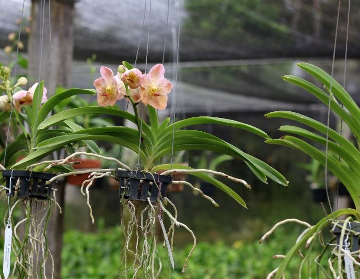 Orchidee con le radici secche: che cosa fare?