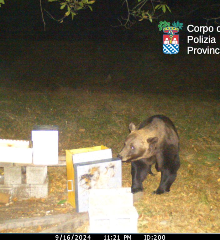 VIDEO e FOTO. Ecco i movimenti dell'orso del Verbano Cusio Ossola ripresi dalle telecamere