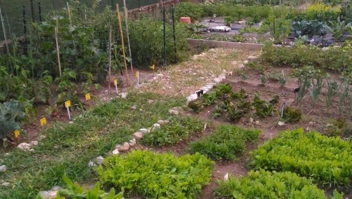 Come salvare l'orto dalla siccità. I consigli di Coldiretti Varese: «Riutilizzare l'acqua di cottura»