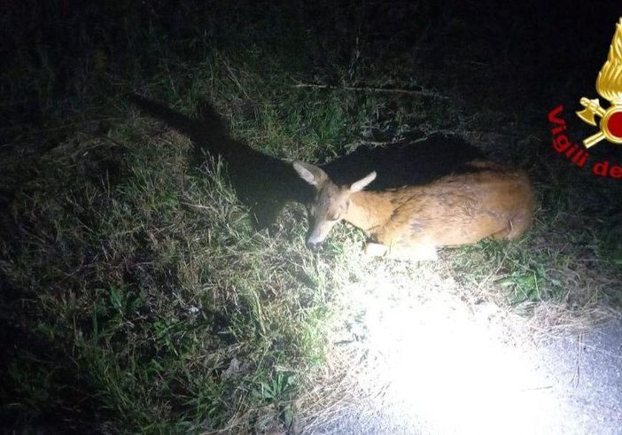 Capriolo vaga tra le auto, salvato dai vigili del fuoco