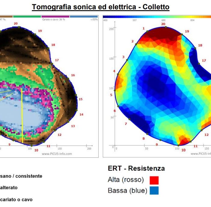L'indagine al termografo del cedro di viale Aguggiari: a sinistra i colori viola e blu testimoniano la presenza di legno privo di consistenza meccanica, in corrispondenza di una carie in fase avanzata, e il verde l'avanzamento del fungo.  A destra il blu indica la presenza di legno alterato o cavo