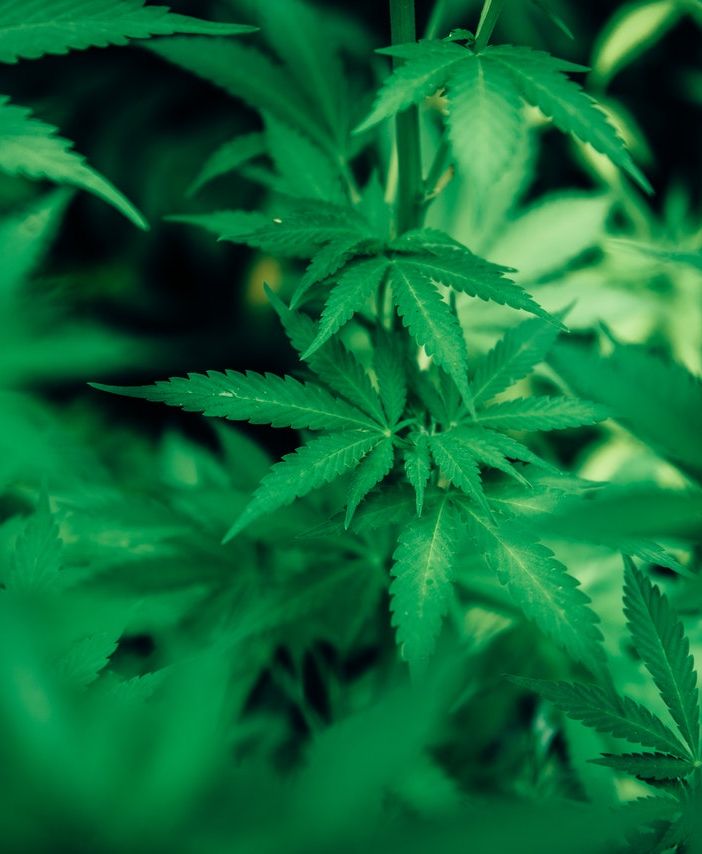 Il CBD Hash è efficace quanto le infiorescenze di marijuana?
