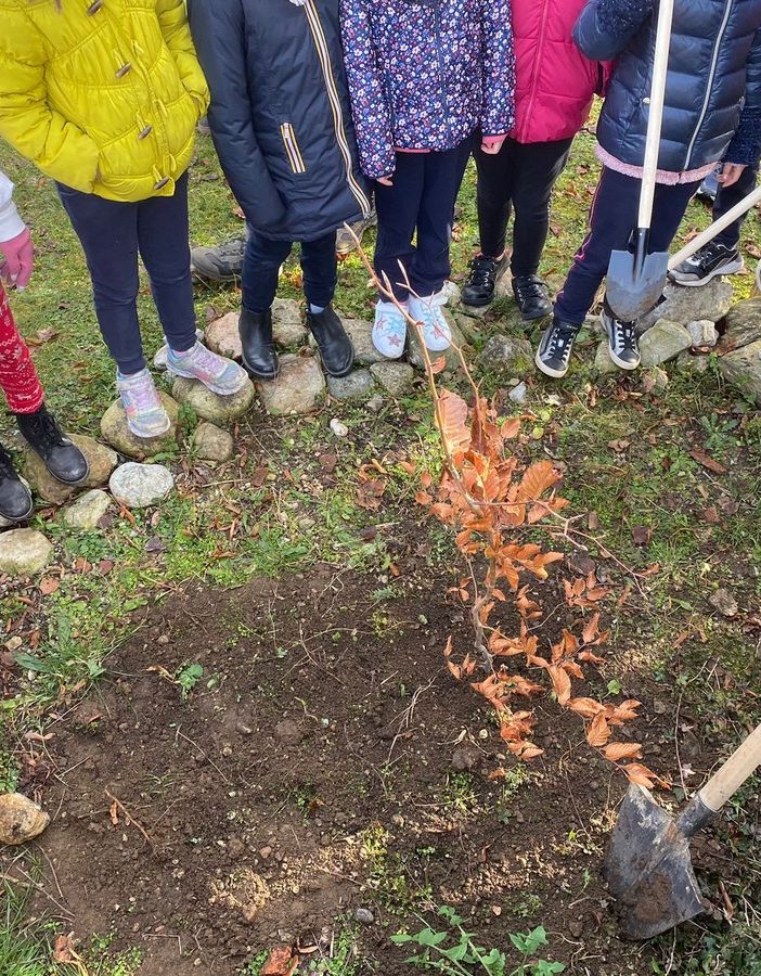 Quattro faggi alla scuola Settembrini per celebrare la Festa dell'Albero