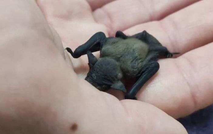 Un piccolo pipistrello salvato dai passanti e curato da Enpa