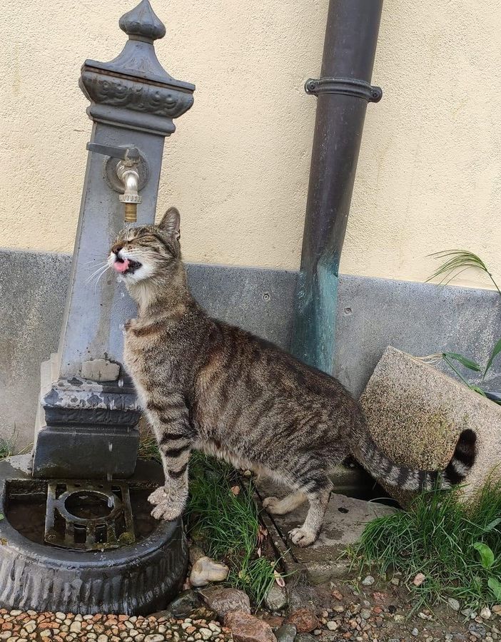 Rocky amava chiedere agli umani di aprirgli la fontanella